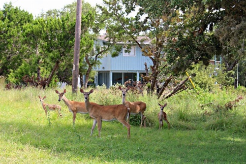 Lakepoint Lookout Home image 23